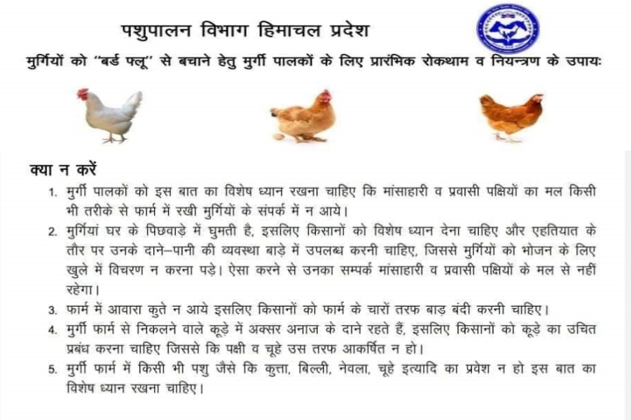 himachal bird flu news update हिमचल बर्ड फ्लू अपडेट