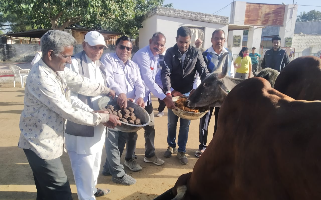 Makar Sankranti festival, बीकानेर की ताजा हिंदी खबरें