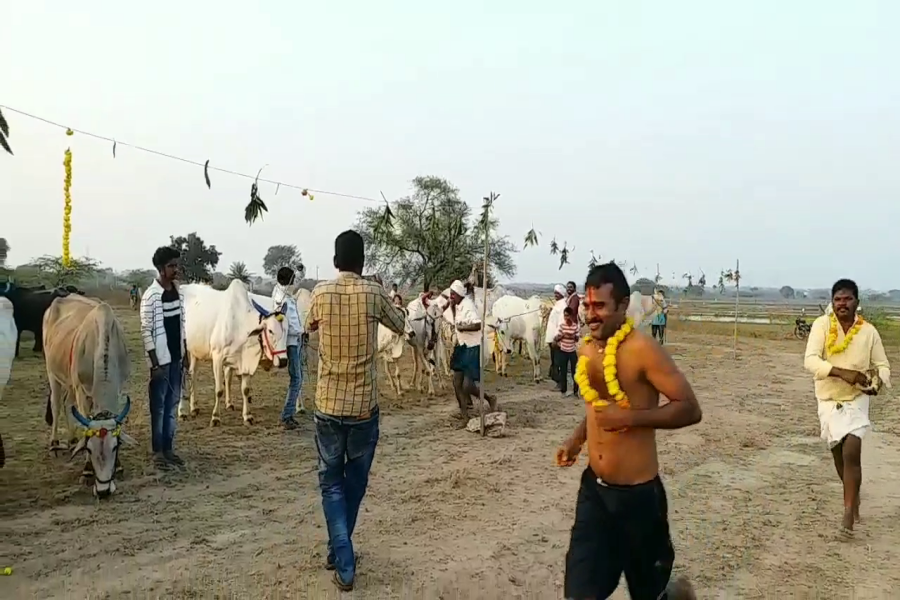 kati revula festival conducted in choppadandi constituency in karimnagar district