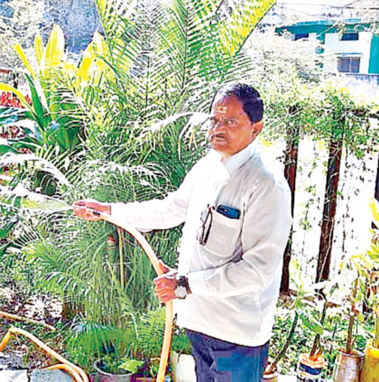 A variety of plants on the premises of the house