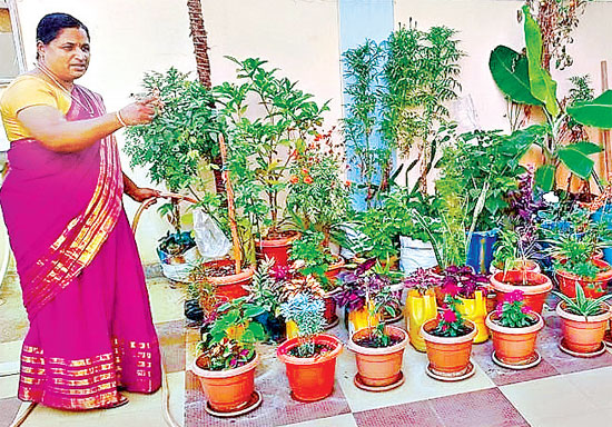 A variety of plants on the premises of the house