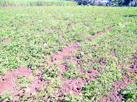 fungus-attack-on-potato-farming-ar-chinna-hyderabad-jaheerabad-mandal-in-sanagreddy-district