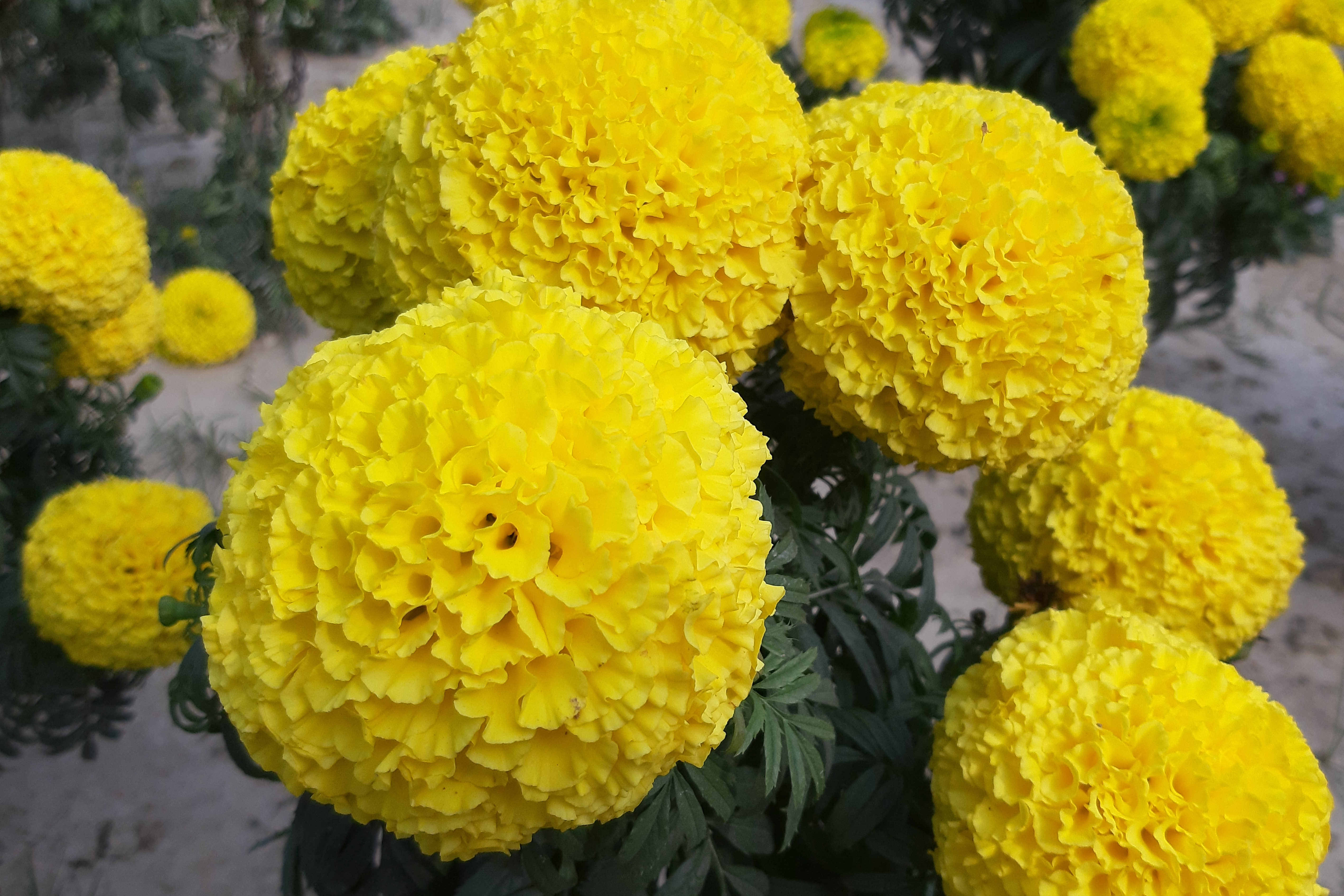 african marigold in muzaffarpur