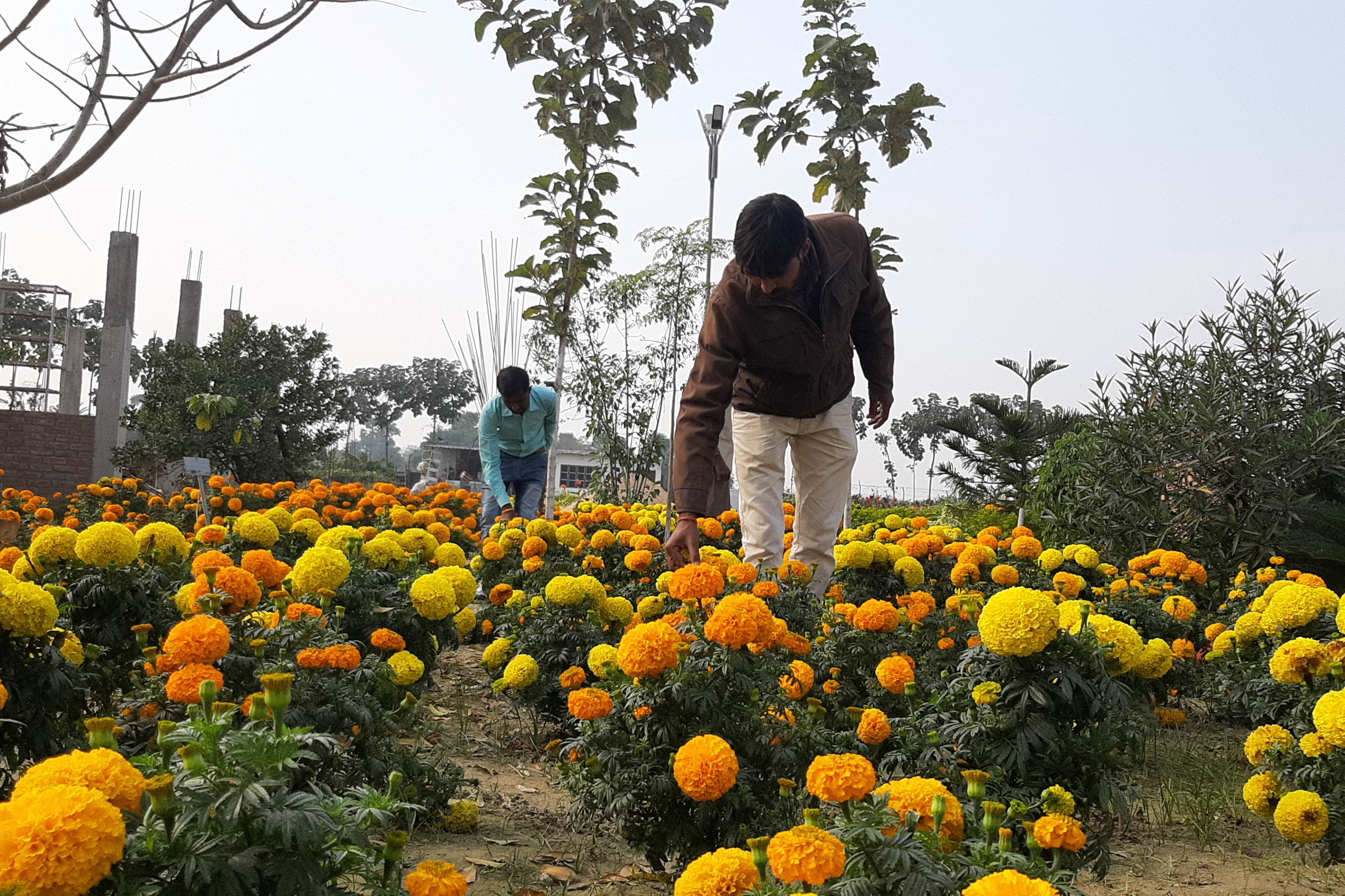 african marigold in muzaffarpur