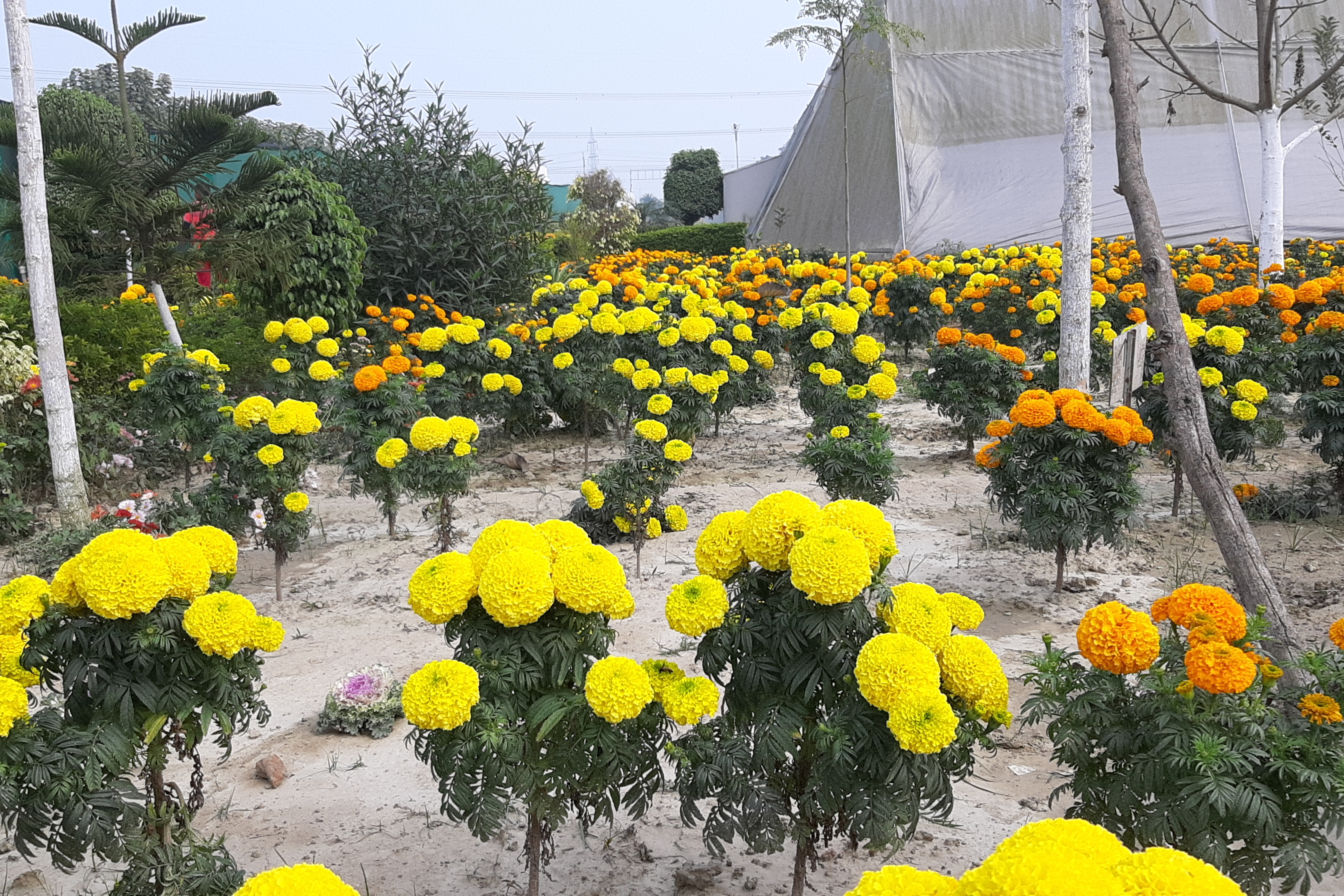 african marigold in muzaffarpur