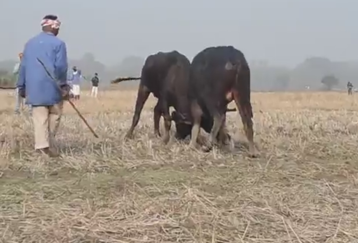 মধ্য অসমত অনুষ্ঠিত হ’ল ম’হ যুঁজ