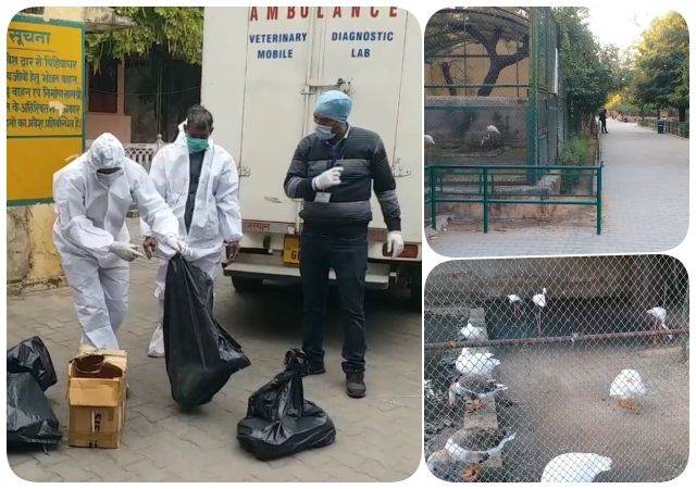 entry of bird flu in jaipur zoo