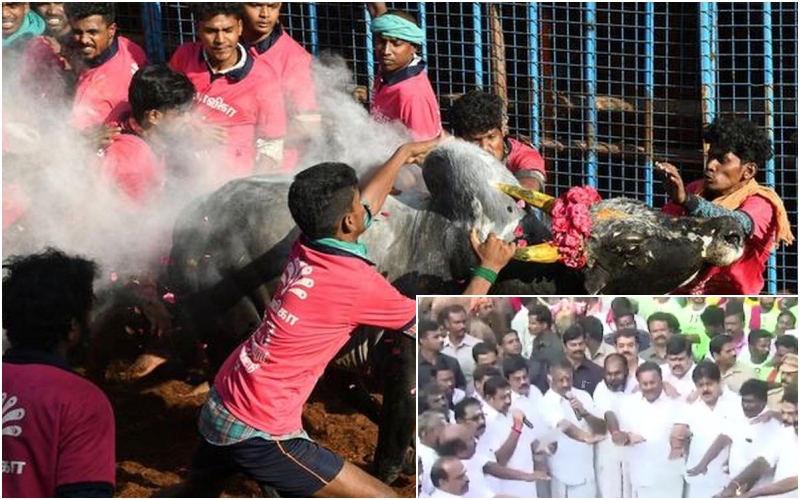 Alankanallur Jallikattu: EPS, OPS gives  prizes to the winning bull and Players