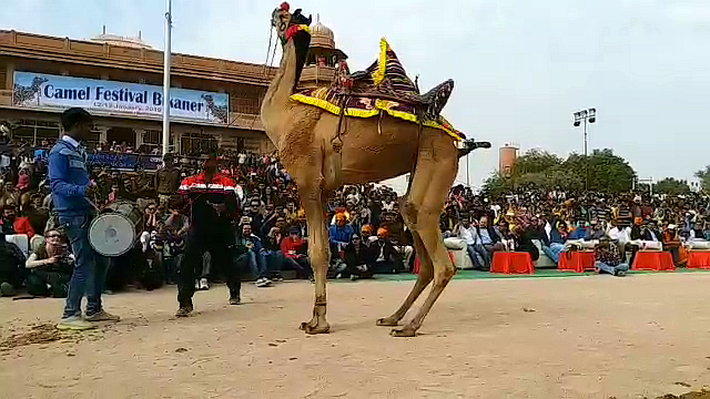 बीकानेर कैमल फेस्टीवल खबर,  बीकानेर ऊंट उत्सव विदेशी सैलानी,  Bikaner Tourism & Hotel Industry,  Bikaner camel festival foreign tourists,  Bikaner Camel festival news,  Rajasthan Bikaner tourism news