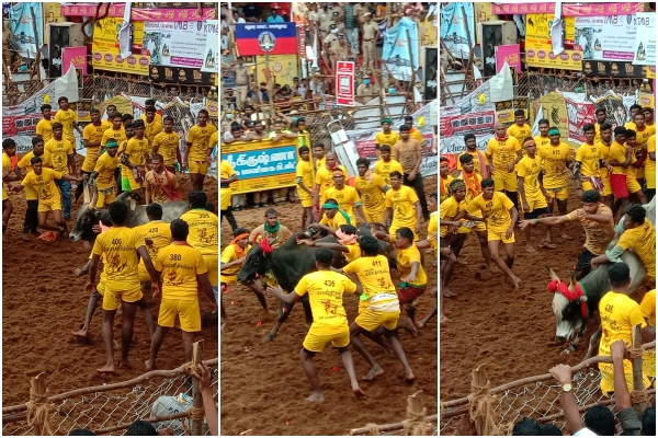 Jalikattu