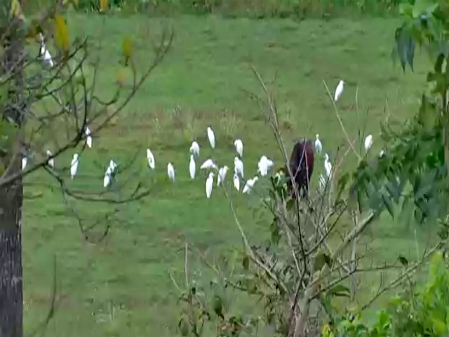 Lot of Little egret birds found in Chikkamagaluru