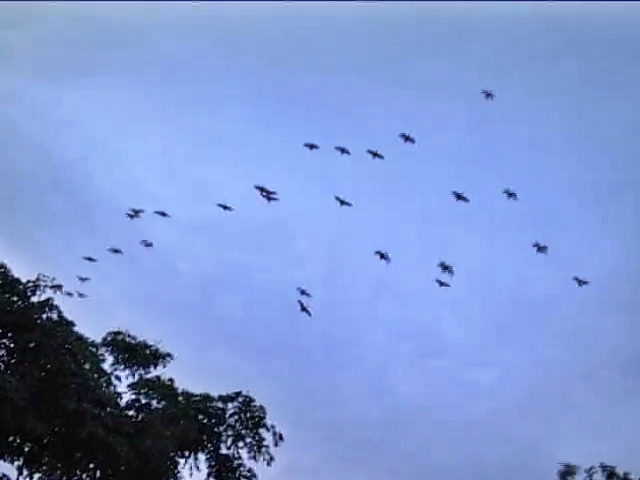 Lot of Little egret birds found in Chikkamagaluru