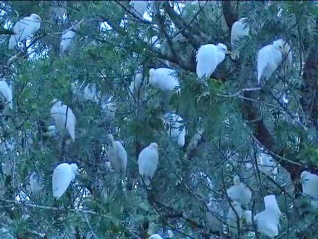 Lot of Little egret birds found in Chikkamagaluru