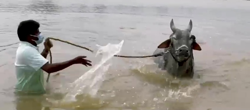 Minister Vijayabaskar training his Komban bull for Jallikattu