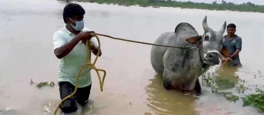 Minister Vijayabaskar training his Komban bull for Jallikattu