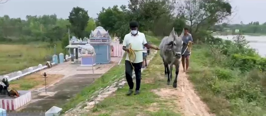 Minister Vijayabaskar training his Komban bull for Jallikattu