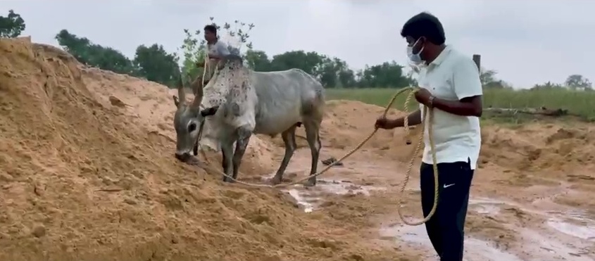 Minister Vijayabaskar training his Komban bull for Jallikattu