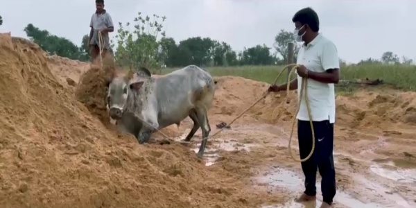 Minister Vijayabaskar training his Komban bull for Jallikattu