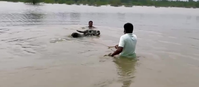 Minister Vijayabaskar training his Komban bull for Jallikattu