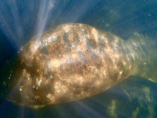 Actor Dave Bautista offers reward of USD 20,000 to find person who etched 'TRUMP' on manatee