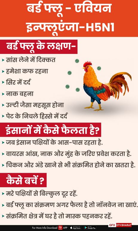 egg-and-chicken-sales-down-in-faridabad-due-to-bird-flu