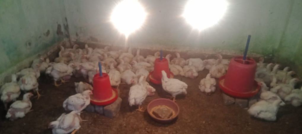 Chicken sales have decreased due to bird flu