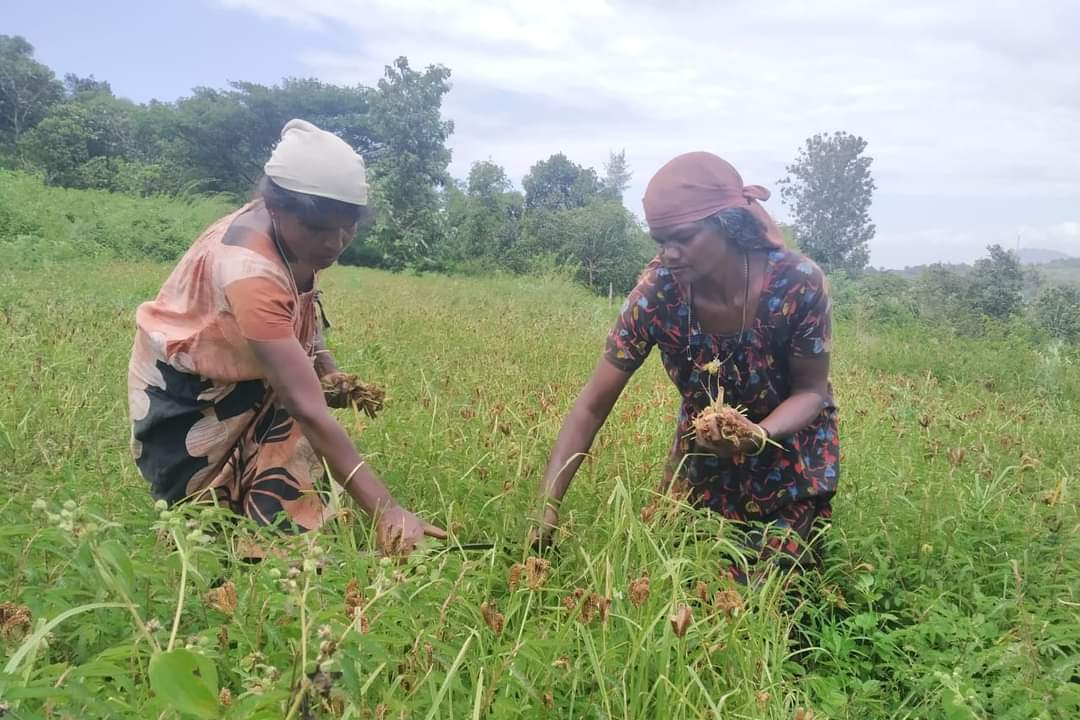 പാലക്കാട്  കൃഷി വകുപ്പ്  കാര്‍ഷിക വികസനം  agricultural development  Palakkad district