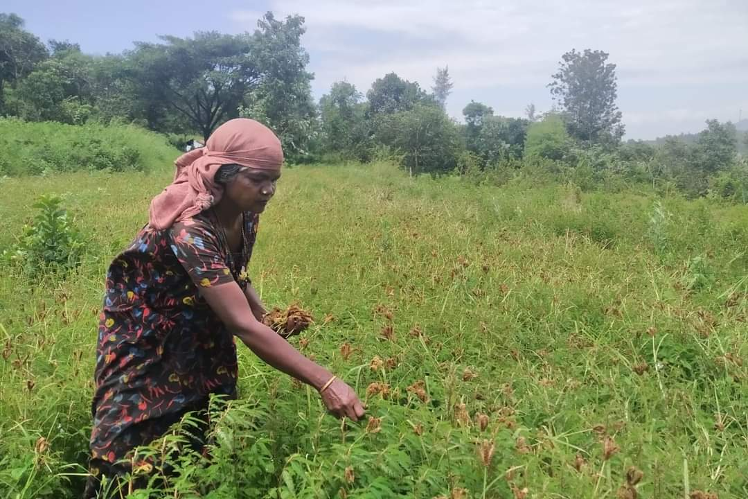 പാലക്കാട്  കൃഷി വകുപ്പ്  കാര്‍ഷിക വികസനം  agricultural development  Palakkad district