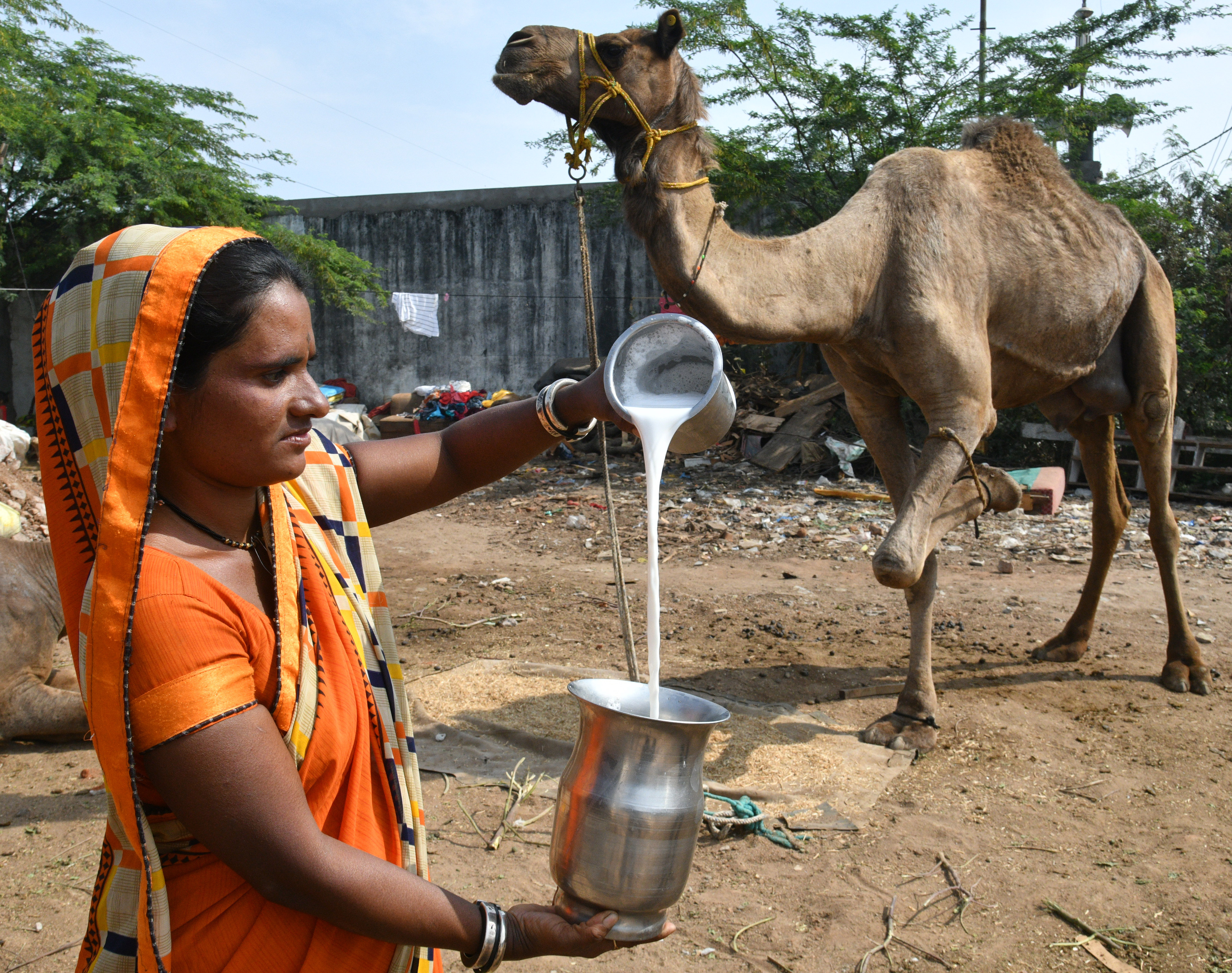 Growing camel milk sales in HYDERABAD