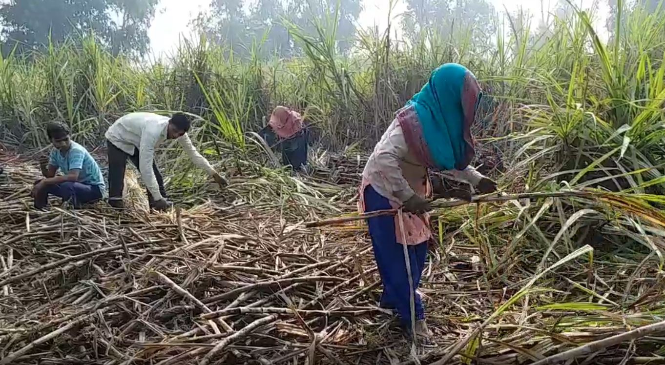 special story on sugarcane farmer of moradabad