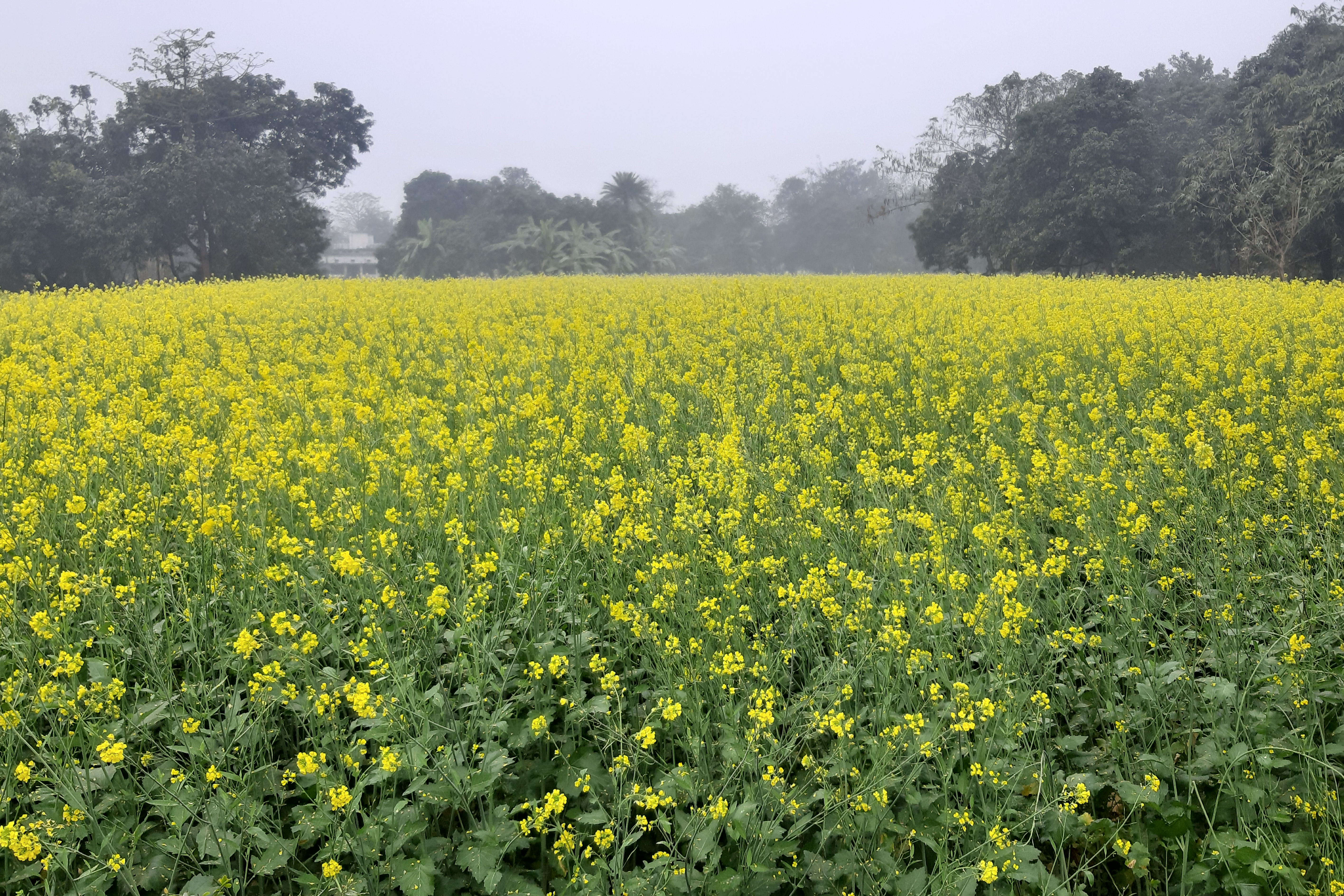 मुजफ्फरपुर