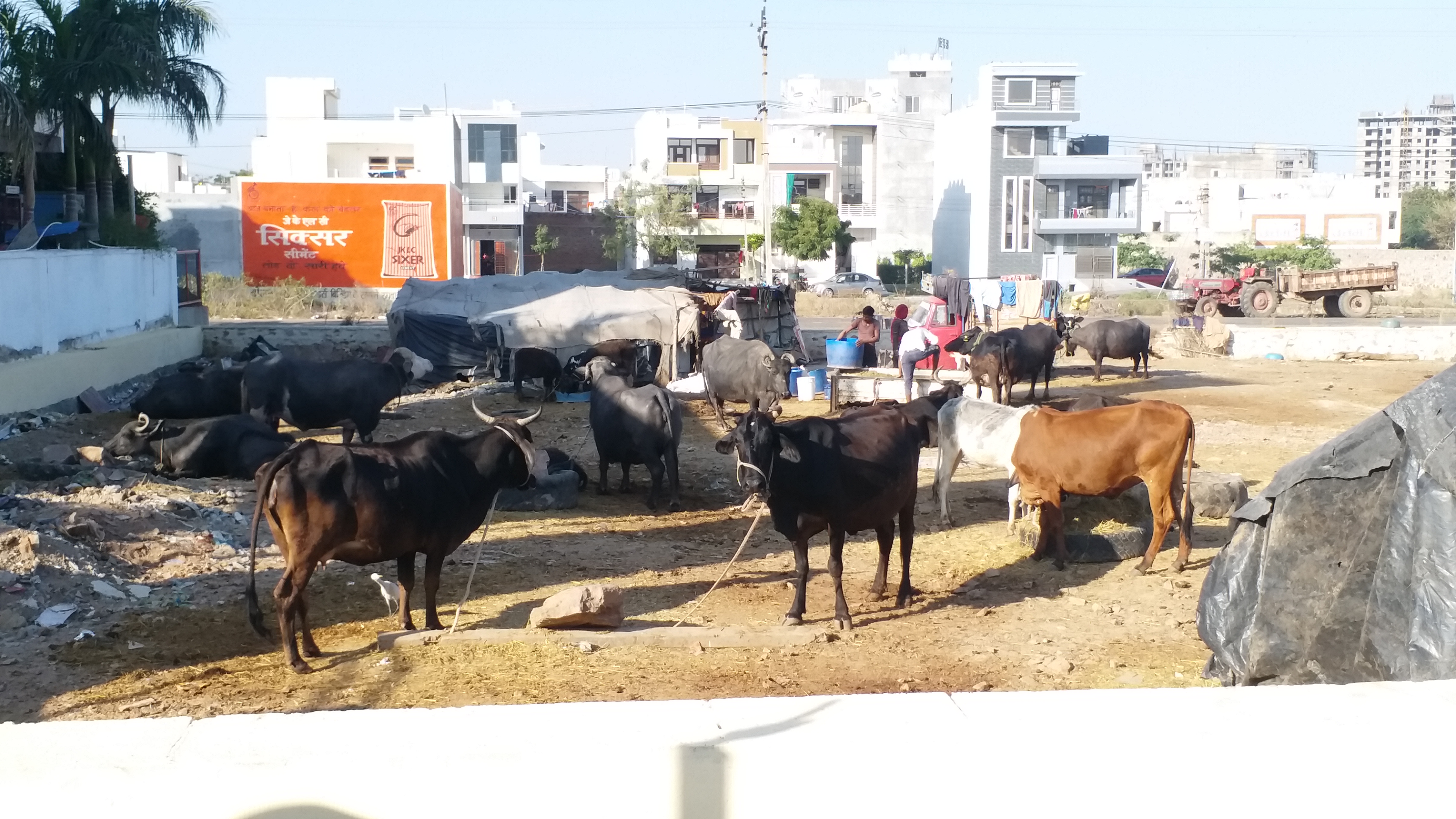 cattle wil be shifted from kota city