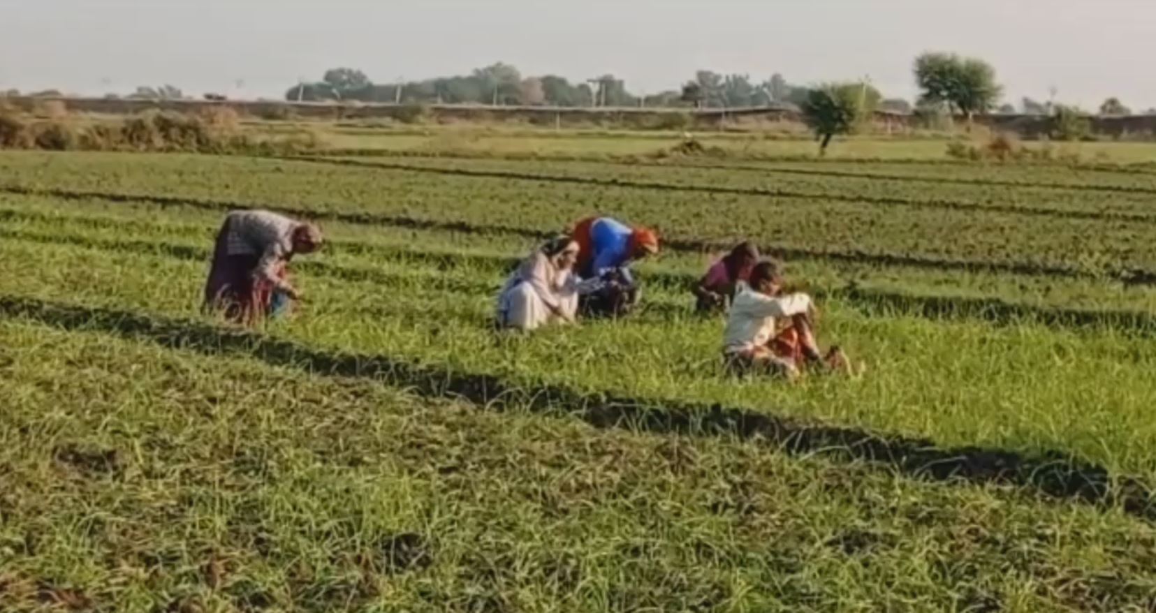 कोटा चना सरसों लहसुन खेती,  हाड़ौती संभाग रबी सीजन,  हाड़तौ संभाग किसान फसल रुझान,  Hadoti Division Farmer Crop Trends,  Hadauti Division Rabi Season,  Kota chana mustard garlic cultivation,  Wheat production in Hadoti,  Kota Rabi crop,  Latest quota news,  Rajasthan farming harvest news,  Farmer news,  Hadoti farming