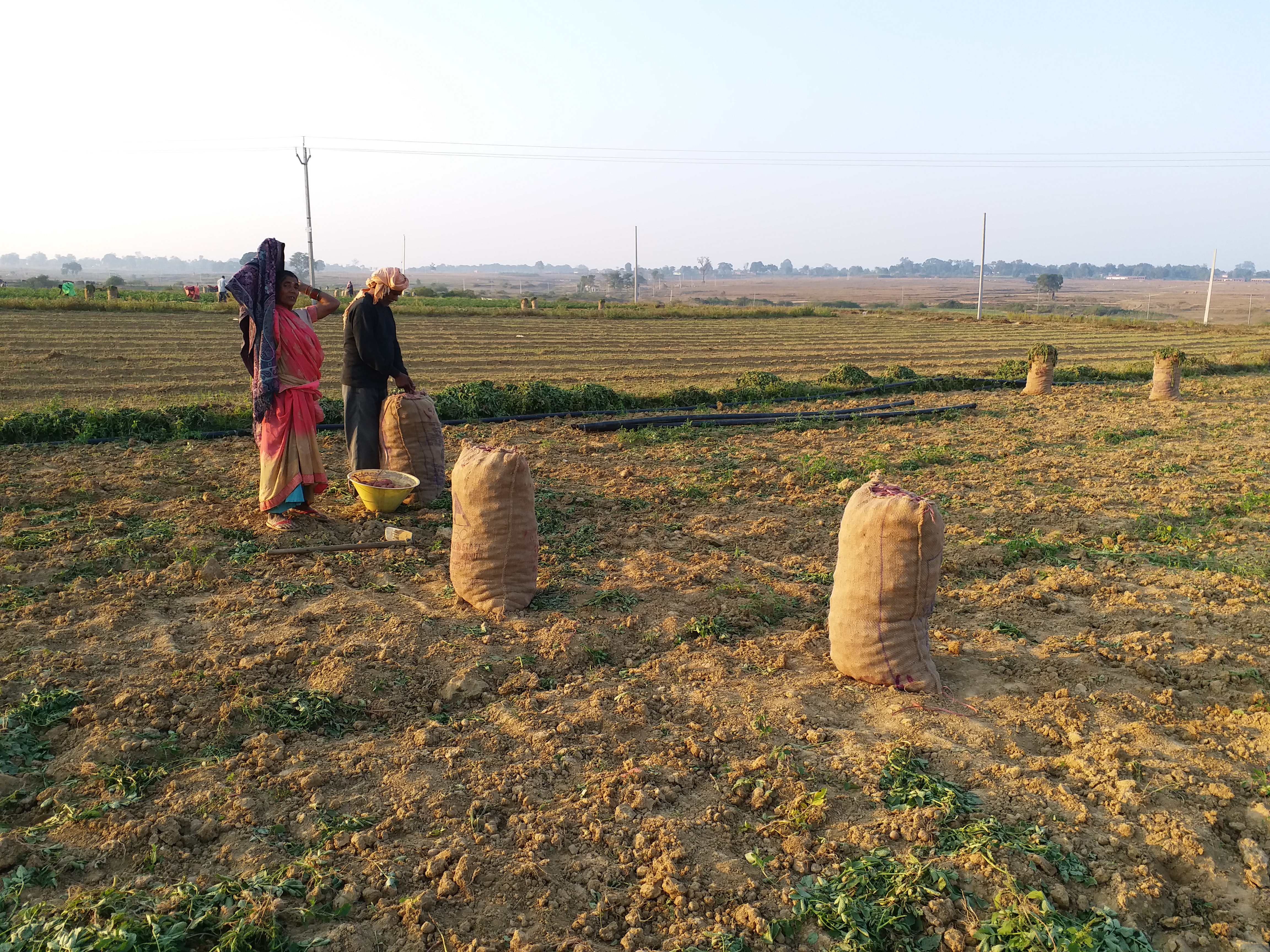 farmer not getting market