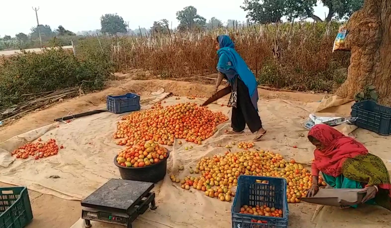 farmer not getting market