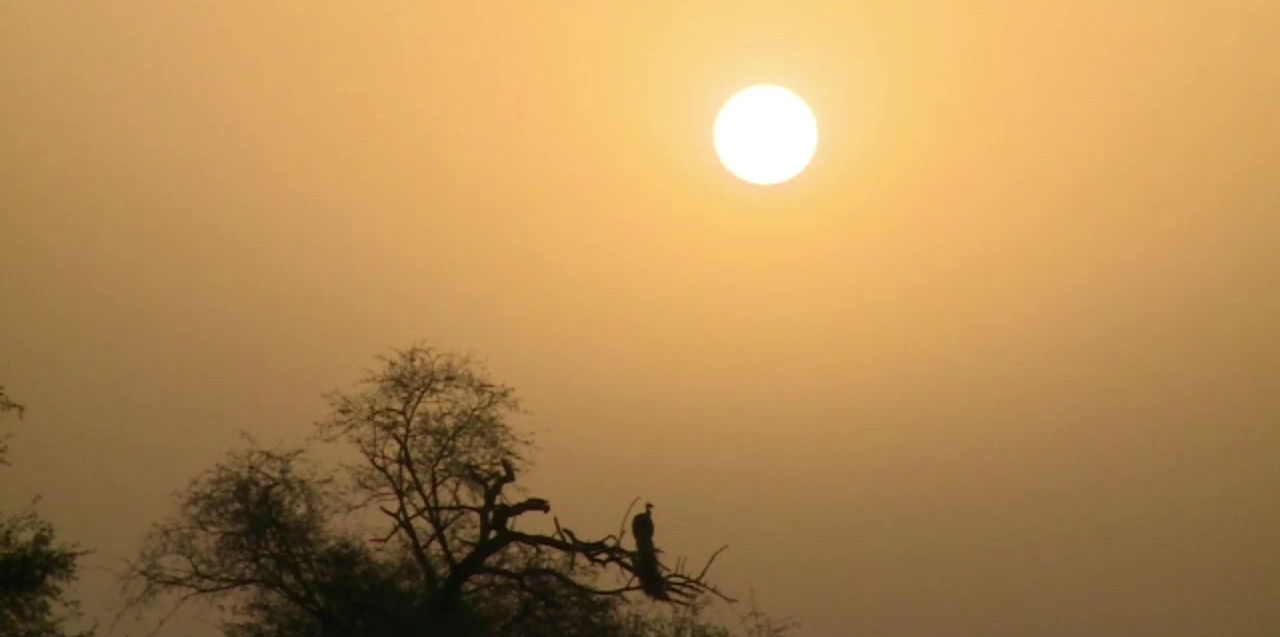 घना वनकर्मी चिरंजीलाल भरतपुर,  घना भरतपुर चिरंजीलाल वनकर्मी, चिरंजीलाल अनोखी मिमिक्री,  वन्यजीवों की मिमिक्री चिरंजीलाल,  चिरंजीलाल वनकर्मी केवलादेव राष्ट्रीय उद्यान,  Bharatpur ghanna bird century news,  ghanna forest worker Chiranjilal Bharatpur,  ghanna bharatpur chiranjilal forest worker unique mimicry,  Chiranjilal Mimicry of Wildlife,  Chiranjilal forest worker Keoladeo National Park