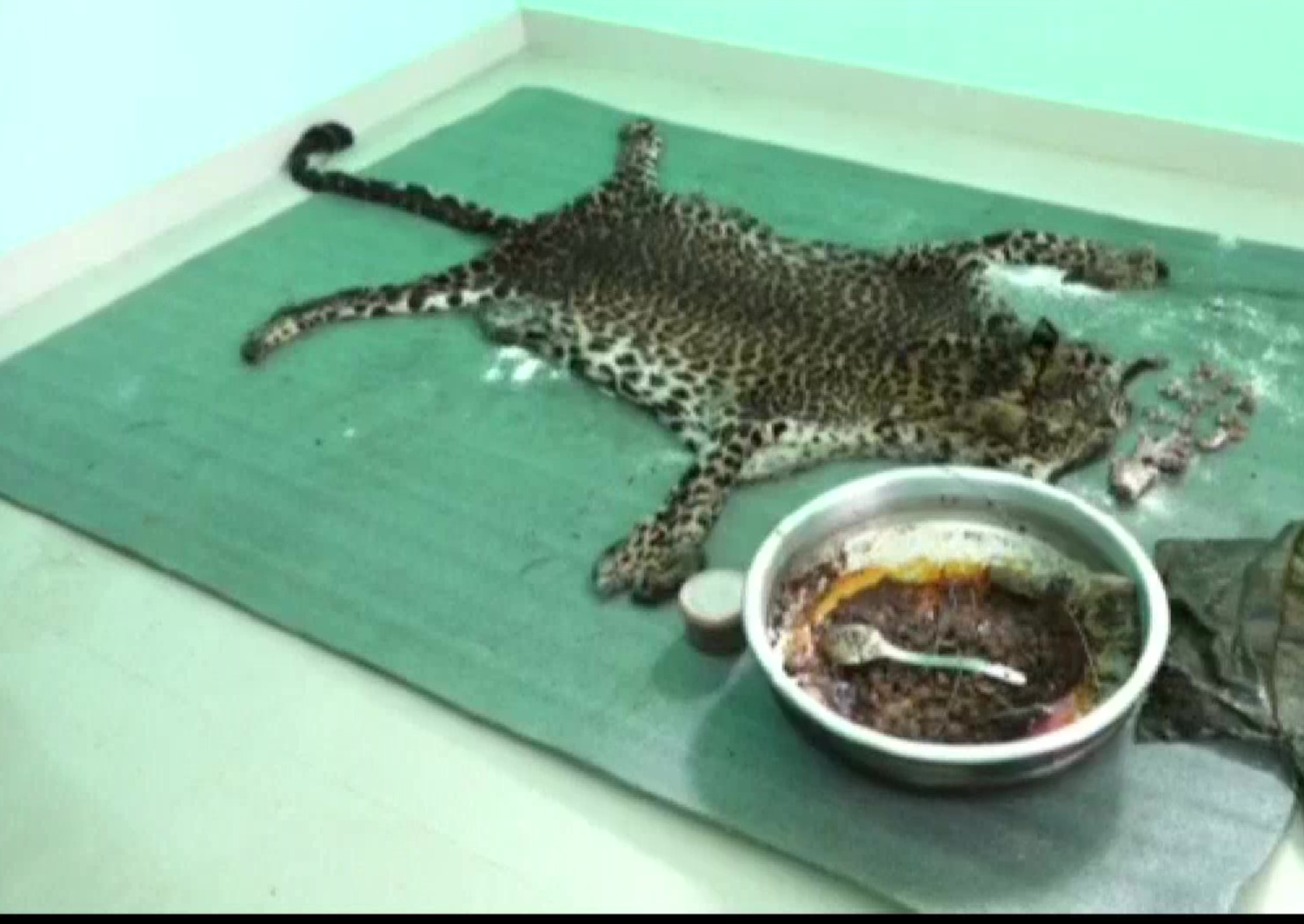 five-held-in-kerala-for-killing-leopard-consuming-its-meat