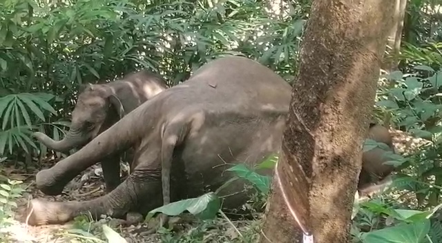 A wild elephant was found dead at Thiruvanathapuram in Kerala