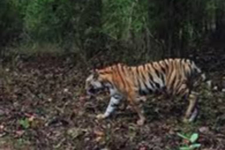 tiger in danger in mp