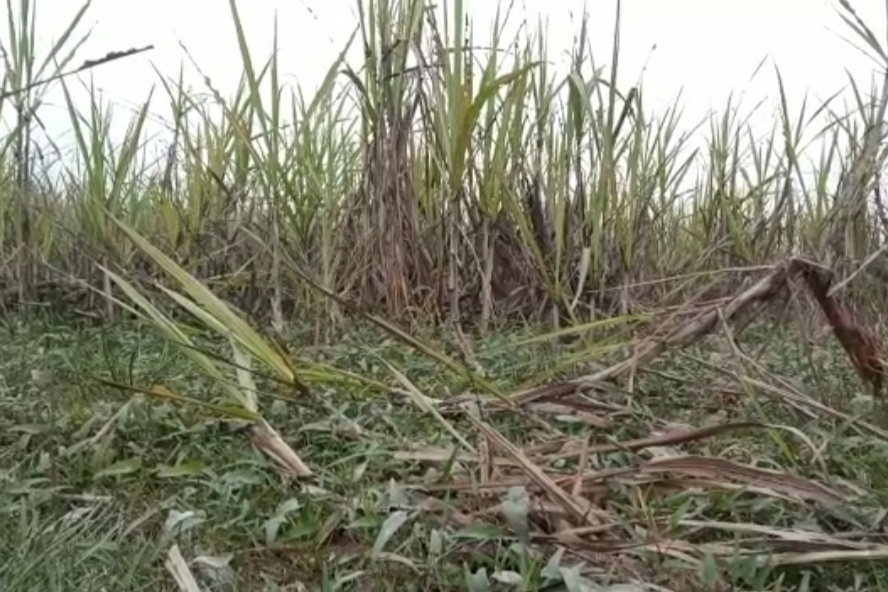 sugarcane crop destroyed in muzaffarpur