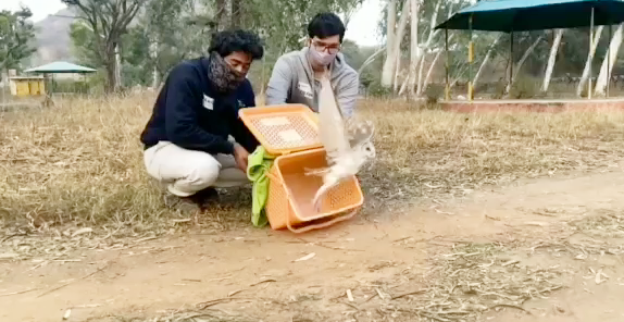 घायल पक्षियों का इलाज, Treatment of Injured Birds