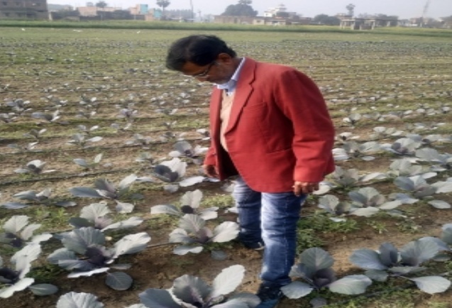 Indra Prakash Singh, a progressive farmer cultivating red-cabbage