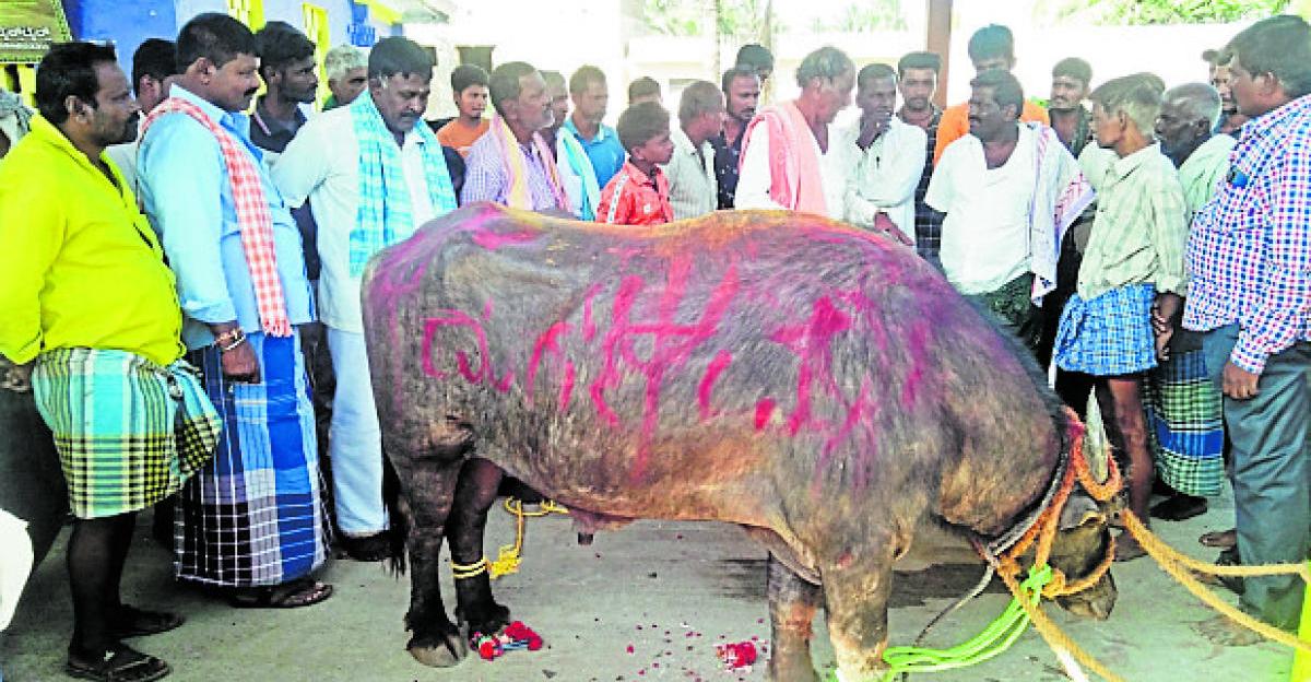 Three villagers stepped into police station for one buffalo!