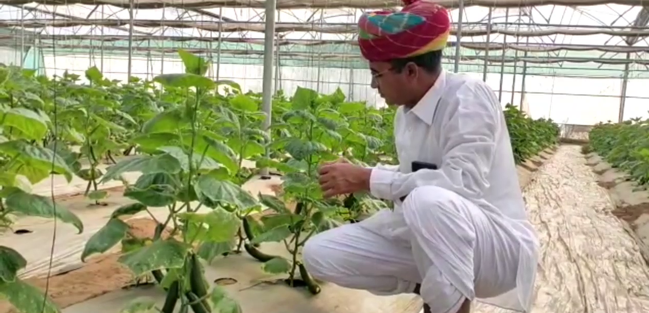 Gangaram chose agriculture as a career
