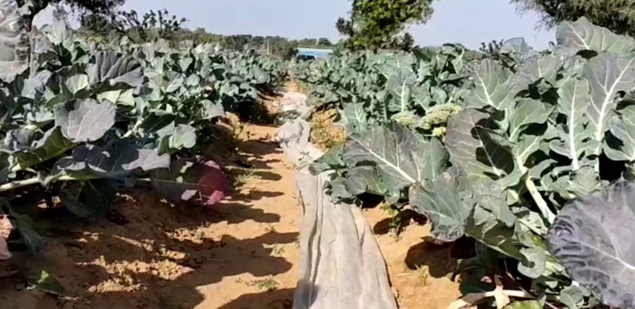 Profits from organic farming, 10 से अधिक तरह की फसल उगा रहे गंगाराम