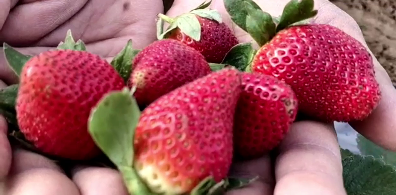 More benefit in strawberry farming
