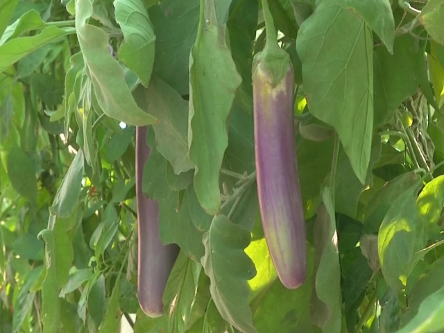 Locals in Rajkot use soil-free technology to grow vegetable on their terrace