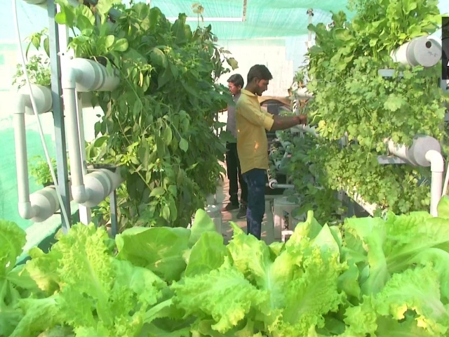 Locals in Rajkot use soil-free technology to grow vegetable on their terrace