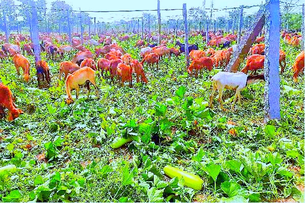 Sora garden became sheep grazing