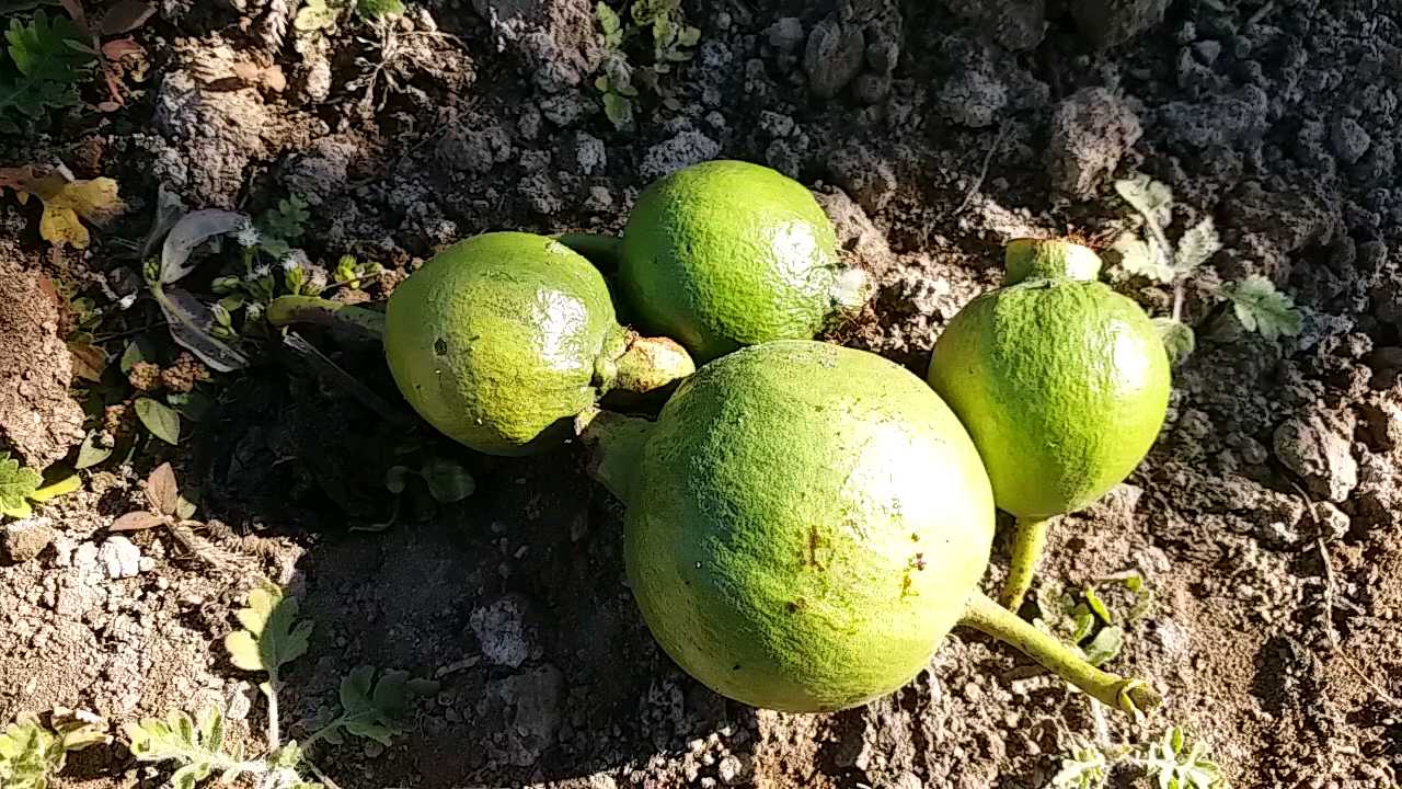 Ratlam fruit farmer disappointed